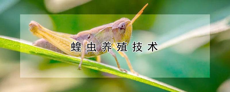 蝗虫养殖技术 蝗虫养殖技术视频