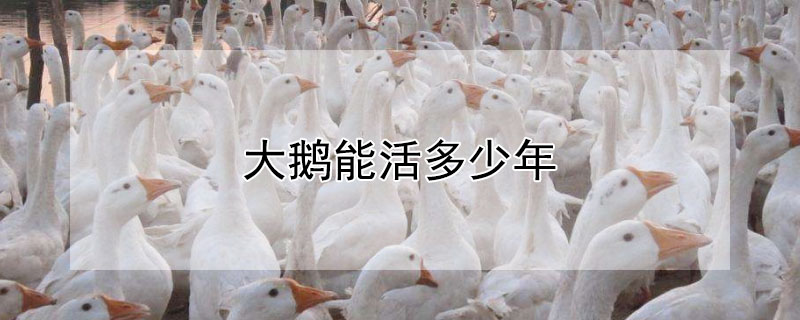 大鹅能活多少年（大鹅最多活几年）