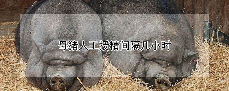 母猪人工授精间隔几小时（后备母猪水门红肿几天排卵）