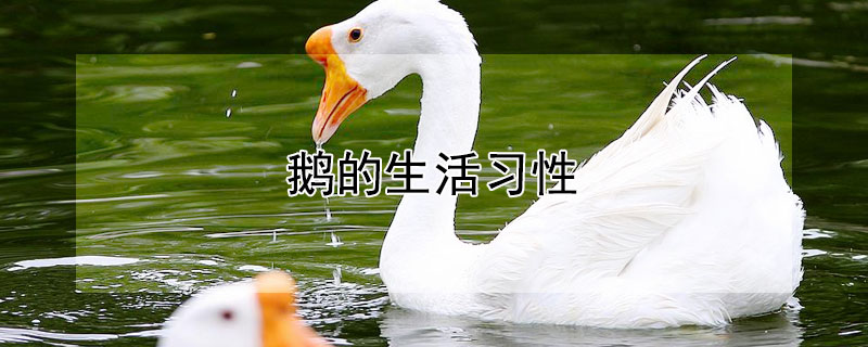 鹅的生活习性 鹅的生活环境是什么样的