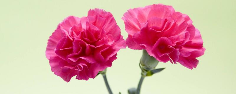 去医院看病人送什么花 病人出院送什么花比较好