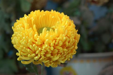 花中君子是哪四种花