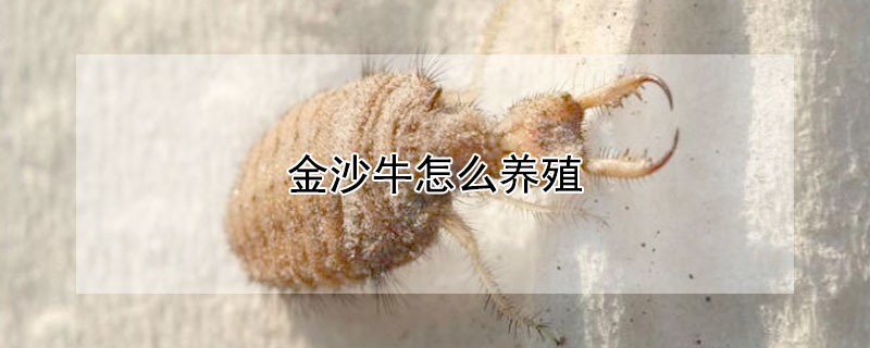 金沙牛怎么养殖（金沙牛怎么养殖的）