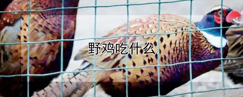 野鸡吃什么 野鸡吃什么药能晕倒