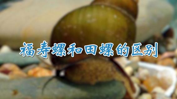 福寿螺和田螺的区别 福寿螺和田螺的区别图片