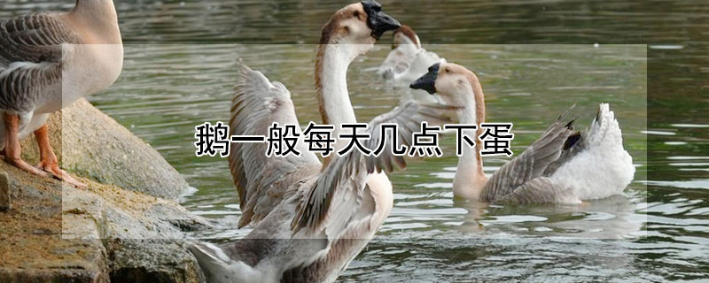 鹅一般每天几点下蛋 鹅一般每天几点下蛋啊