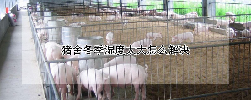 猪舍冬季湿度太大怎么解决 冬季猪舍湿气太大怎样解决