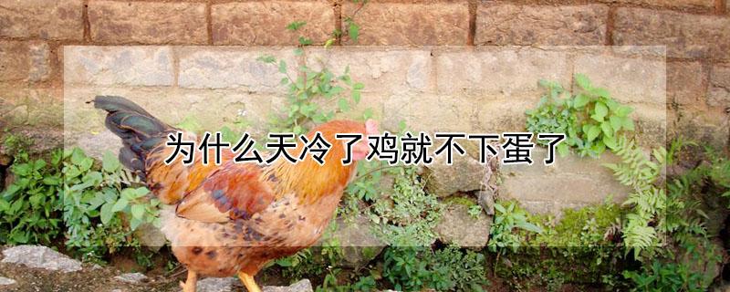 为什么天冷了鸡就不下蛋了（天气冷了鸡为什么不爱下蛋）