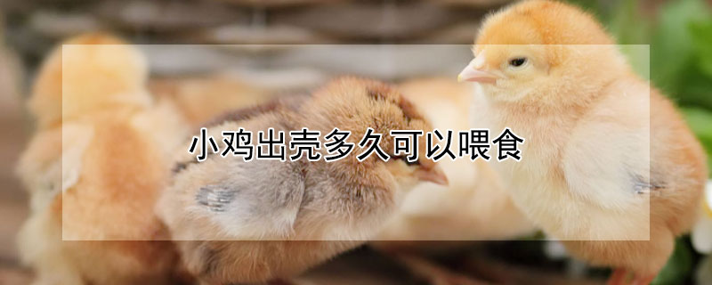 小鸡出壳多久可以喂食（小鸡出壳多久可以喂食喂什么）