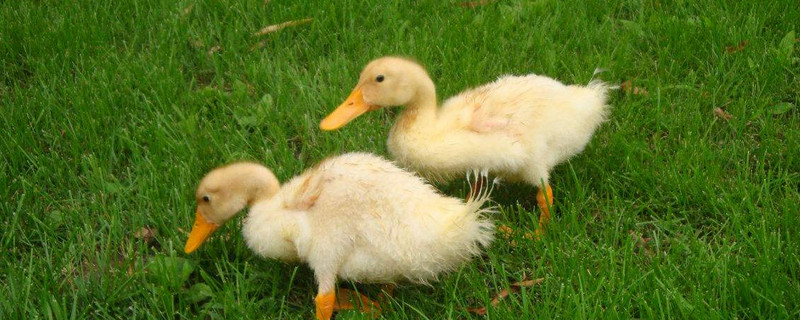 小鹅多久可以露天养 小鹅多久可以露天养怕不怕雨水?