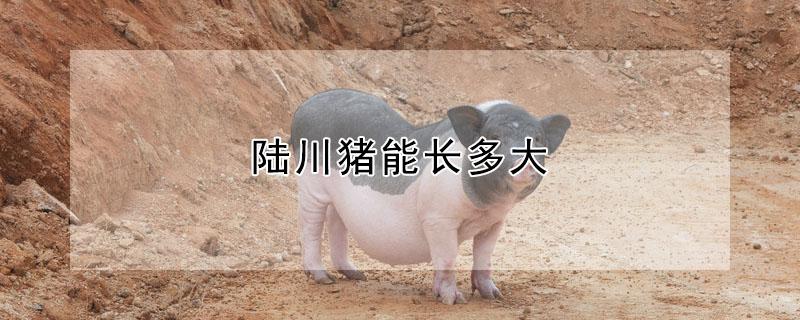 陆川猪能长多大（宠物小香猪能长多大）