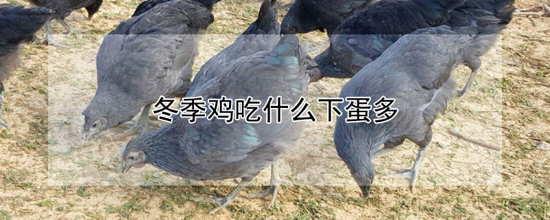 冬季鸡吃什么下蛋多（冬季鸡吃什么下蛋多些）