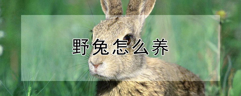 野兔怎么养 小野兔怎么养容易活