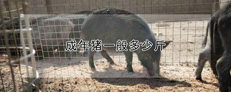 成年猪一般多少斤（成年牛一般多少斤）