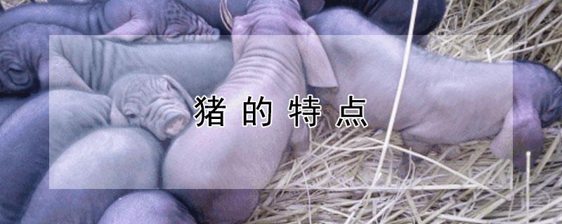 猪的特点（猪的特点英语简单介绍）