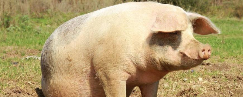 母猪配种成功后的症状 母猪配种成功后的症状有哪些