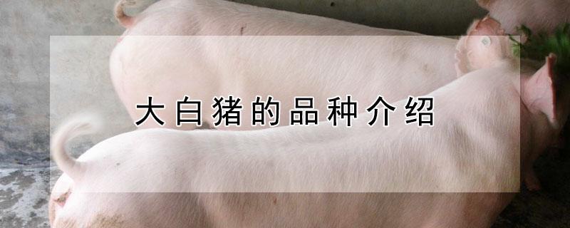 大白猪的品种介绍（猪的品种大全名称图片）