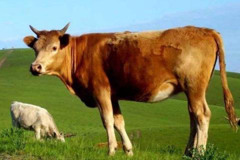 毛肚是什么动物身上的