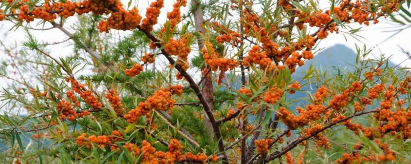 沙棘是什么植物 沙棘是什么东西