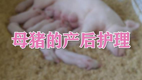 母猪的产后护理（母猪的产后护理什么网络梗）