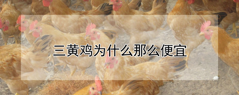 三黄鸡为什么那么便宜（三黄鸡多少钱一斤）