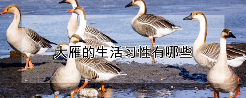 大雁的生活习性有哪些（大雁的生活环境和身体特征）