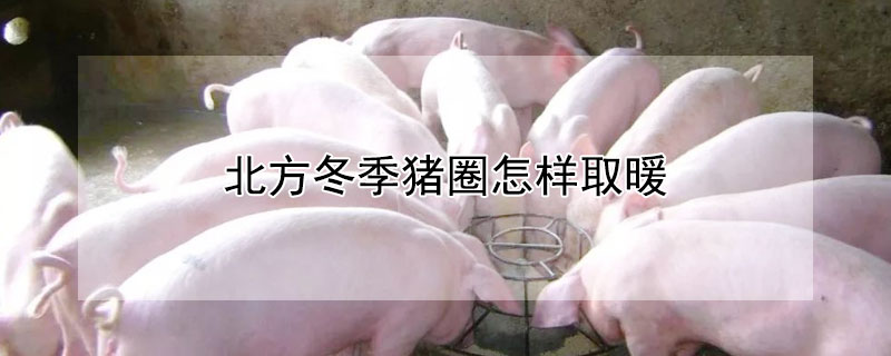 北方冬季猪圈怎样取暖 北方冬季猪圈怎样取暖好