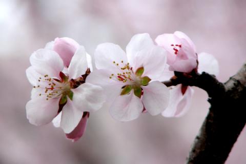 南方适合种什么花