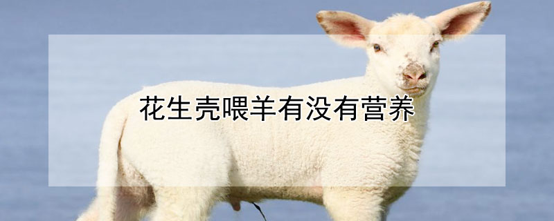 花生壳喂羊有没有营养 花生壳喂羊有什么好处