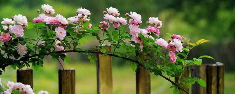 围墙边种什么植物 围墙边种什么植物易生长