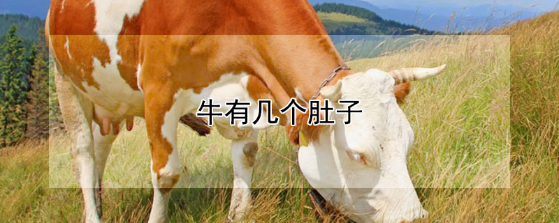 牛有几个肚子（牛有几个肚子几个胃）