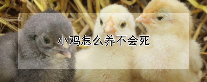 小鸡怎么养不会死（小鸡怎么养容易活）