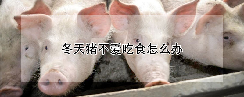 冬天猪不爱吃食怎么办 冬天猪不爱吃食怎么办视频