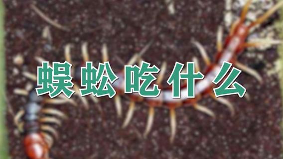 蜈蚣吃什么 蜈蚣吃什么的