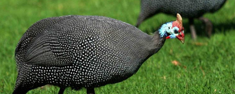 珍珠鸡怎么养殖（珍珠鸡怎么养殖的）