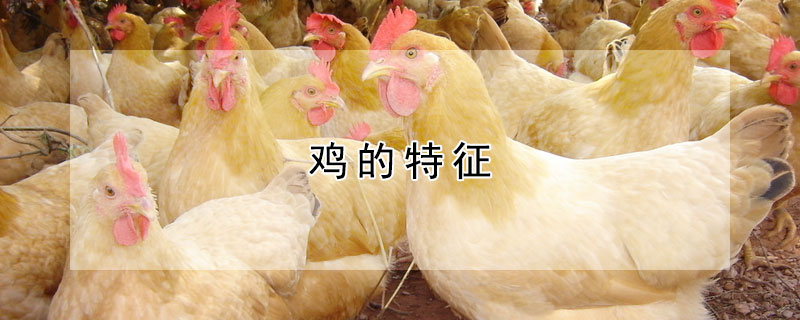 鸡的特征（鸡的特征有哪些）
