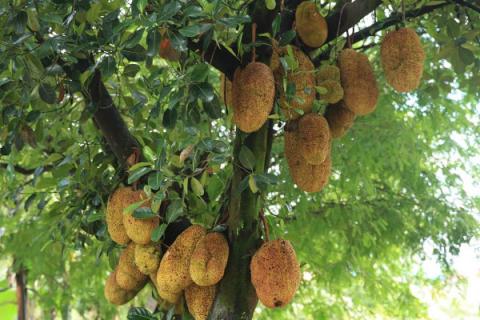 榴莲树是什么样子的