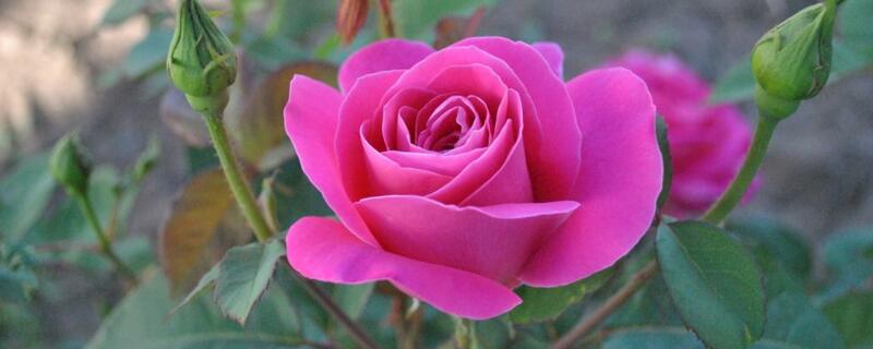 月季闷根的表现（月季闷根的表现有哪些）