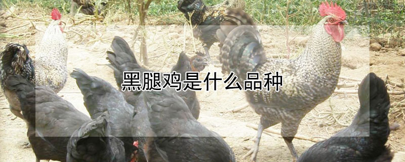 黑腿鸡是什么品种（黑腿鸡是什么品种94）