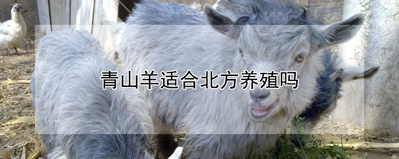 青山羊适合北方养殖吗（青山羊北方能养吗）