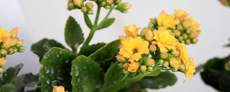 给老人祝寿送什么鲜花 给老人祝寿送什么鲜花图片