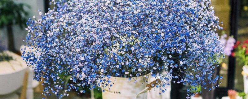 蓝色满天星的花语（蓝色满天星的花语和祝福语）