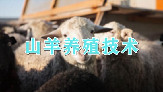 山羊养殖技术 山羊养殖技术视频教程