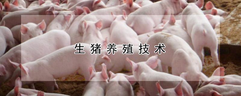 生猪养殖技术 养猪技术与猪病防治