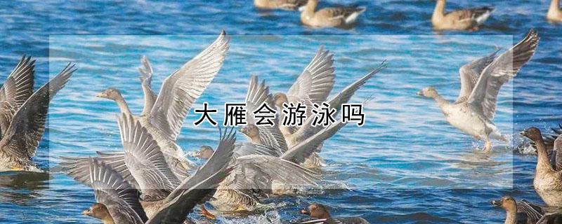 大雁会游泳吗 大雁会游泳吗图片