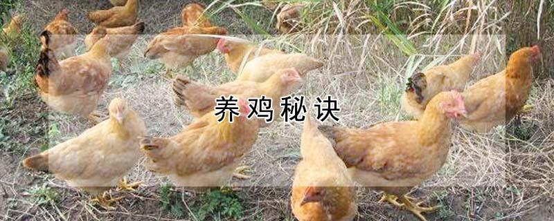 养鸡秘诀 养鸡必备的三种药