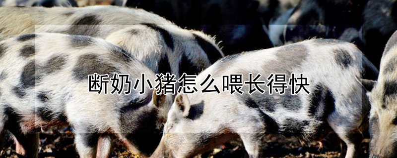 断奶小猪怎么喂长得快（刚断奶仔猪一天喂多少料合适）