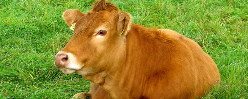 白百叶和黑百叶的区别 白百叶和黑百叶的区别图片