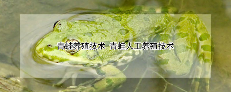 青蛙养殖技术