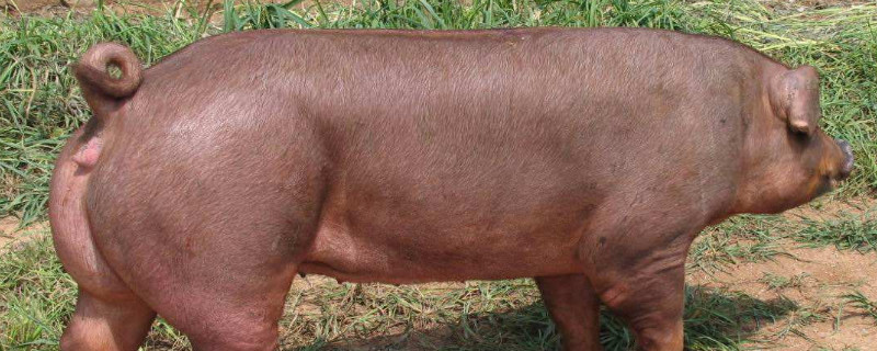 母猪配种后的饲喂方法（母猪配种后的饲喂方法视频）